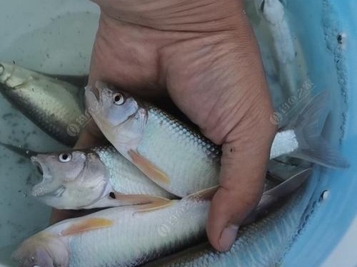 以水黄浑浊钓鱼路亚白条的技巧（掌握正确的路亚白条使用方法，提高黄浑水中钓鱼的效果）