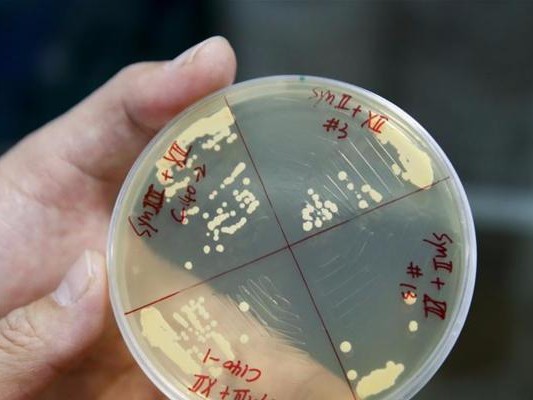 乒乓球浮力（探索乒乓球浮力背后的科学原理，揭示击球技巧的关键）