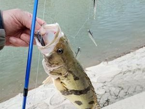 深入探讨路亚钓鱼的最佳开饵时段（了解什么时段适合开饵，提升路亚钓鱼技巧）
