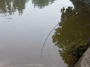 江边钓鱼，用路亚杆更好吗？（探讨江边钓鱼使用路亚杆的优势与特点）