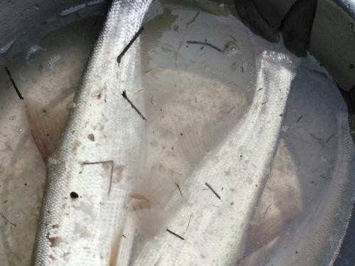河里可以用路亚钓鱼吗？（探讨在河流中使用路亚钓法的可行性及技巧）