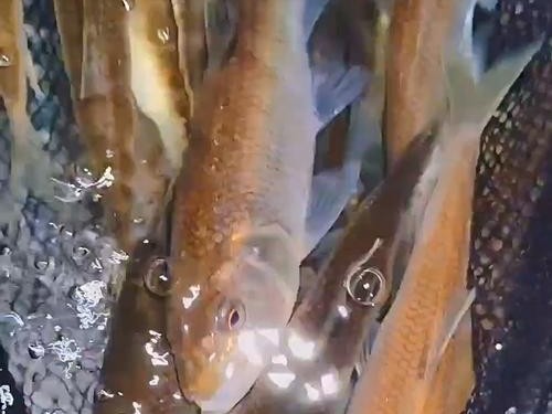 用路亚钓鱼对鱼吐口水好吗？（探讨路亚钓鱼中鱼吐口水的影响因素和作用）