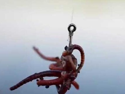 以路亚竿怎么挂活蚯蚓钓鱼（技巧与经验分享，提高钓鱼效果）