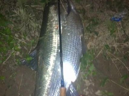 如何应对水流速过大的情况下钓鱼技巧（挑战流速极大的路亚河，运用技巧稳定钓获）