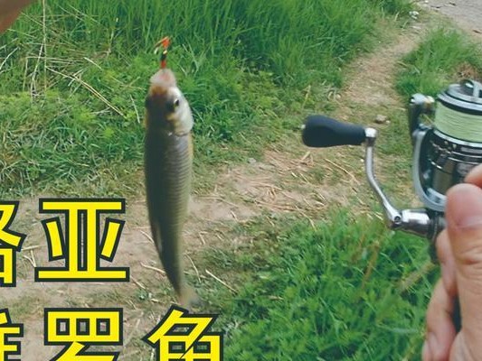 高温下的路亚钓鱼技巧（夏季高温中如何提升路亚钓鱼的效果？）
