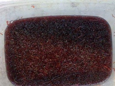 钓鱼路亚红虫的技巧和窍门（掌握好手法，提升钓鱼效果）