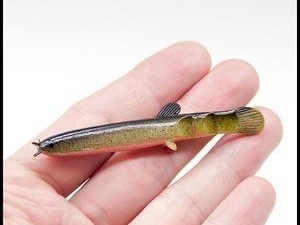 水浑路亚钓鱼的饵料选择（选择合适的饵料，提高水浑路亚钓鱼的效果）