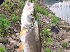 江河路亚技术（钓鱼技巧、鱼群觅食、正确运用装备，成功捕获丰富鱼群）