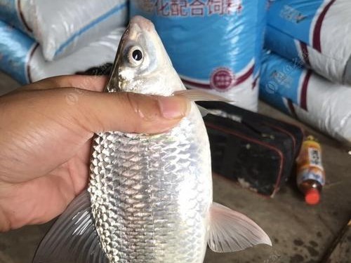 以路亚钓鱼蓝鲫的技巧与经验分享（提升成功率，掌握关键技巧，享受路亚钓蓝鲫的乐趣）