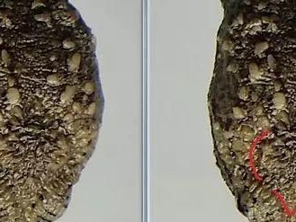 训练佛鳄游泳技巧的有效方法（掌握佛鳄游泳技巧的关键要点）