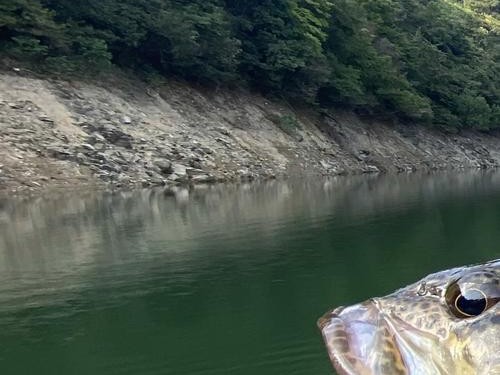 水库中可否使用路亚钓鱼饵的疑问（探索水库适用性及关键因素分析）