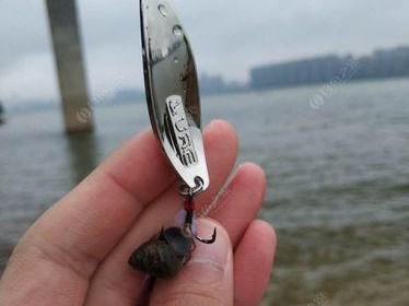 路亚钓鱼vs.打龟（探讨钓鱼与打龟的优劣与乐趣）