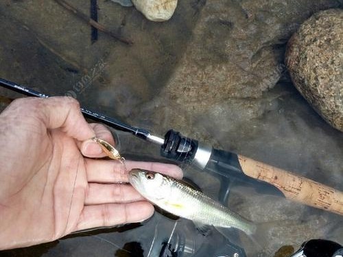 路亚钓鱼技巧（掌握关键技巧，提高钓鱼效率）