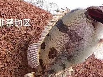 路亚钓鱼（探索路亚钓鱼的历史和发展，从古至今的变革与创新）
