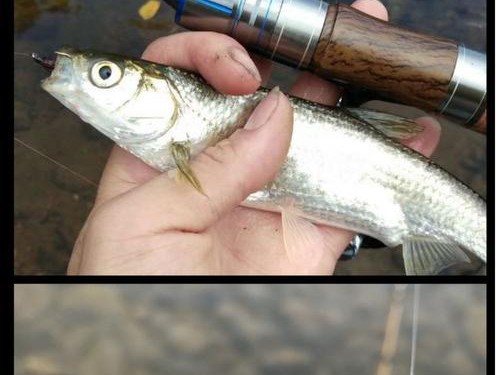 探讨路亚钓鱼中最佳饵料选择（挑选最有效的路亚饵料，提高钓鱼成功率）