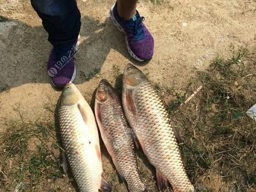 路亚钓鱼效率过低的原因及应对方法（解析路亚钓鱼效率低下的原因，提供提升效率的实用方法）