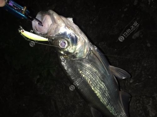 泥鳅为什么不适合用于路亚钓鱼？（泥鳅的特性与路亚钓法的不匹配）