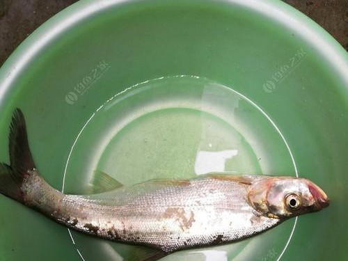 清澈河水下的路亚钓鱼技巧（混浊河水中如何有效钓鱼？深入探讨路亚技巧）