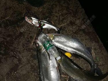 夜间路亚钓鱼技巧大揭秘（掌握夜间路亚钓鱼技巧，让你钓鱼事半功倍）