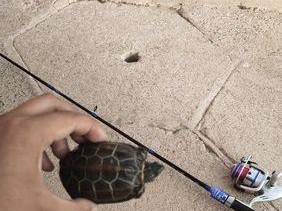 半夜能否玩路亚钓鱼？（探讨半夜路亚钓鱼的优势与注意事项）